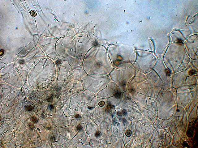 Psathyrella hirtosquamulosa   (Peck)   A. H. Smith